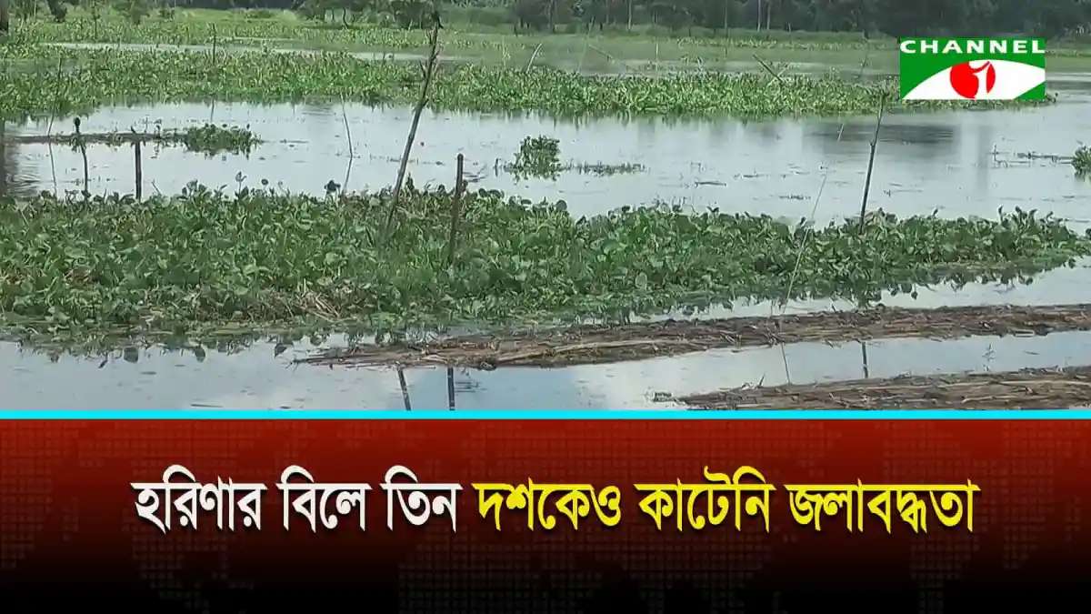 হরিণার বিলে জলাবদ্ধতা, জলমগ্ন কৃষি জমি ও জলাধার. Channel i News - চ্যানেল আই নিউজ