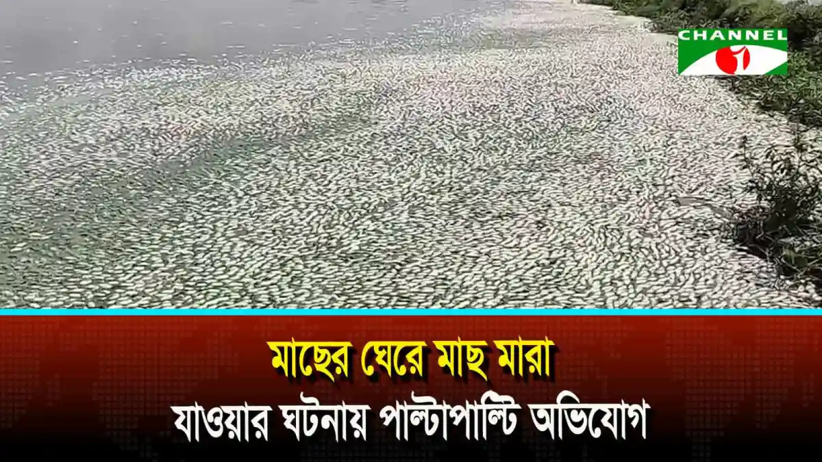 যশোরের মাছের ঘেরে মাছ মারা যাওয়ার দৃশ্য. Channel i News - চ্যানেল আই নিউজ