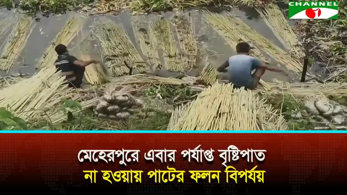 মেহেরপুরে পাটের ফলন কমে যাওয়ায় কৃষকদের সংগ্রাম. Channel i News - চ্যানেল আই নিউজ