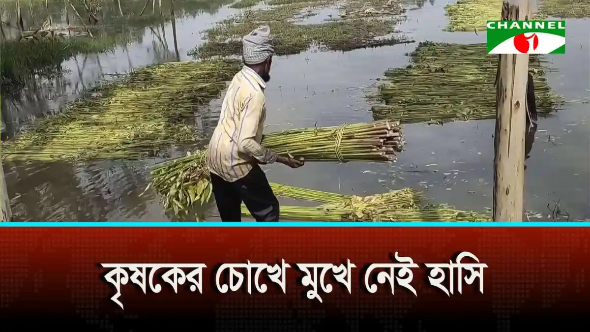 লালমনিরহাটের কৃষক জলাবদ্ধতার মধ্যে ধান কাটছেন. Channel i News - চ্যানেল আই নিউজ