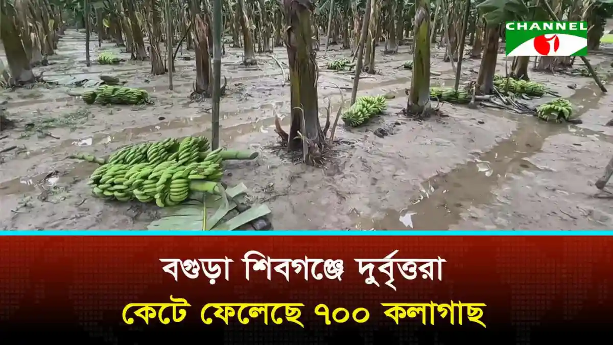 শিবগঞ্জে কলাগাছ কাটা, দুর্বৃ/ত্তরা ক্ষতিগ্রস্ত ক্ষেত. Channel i News - চ্যানেল আই নিউজ