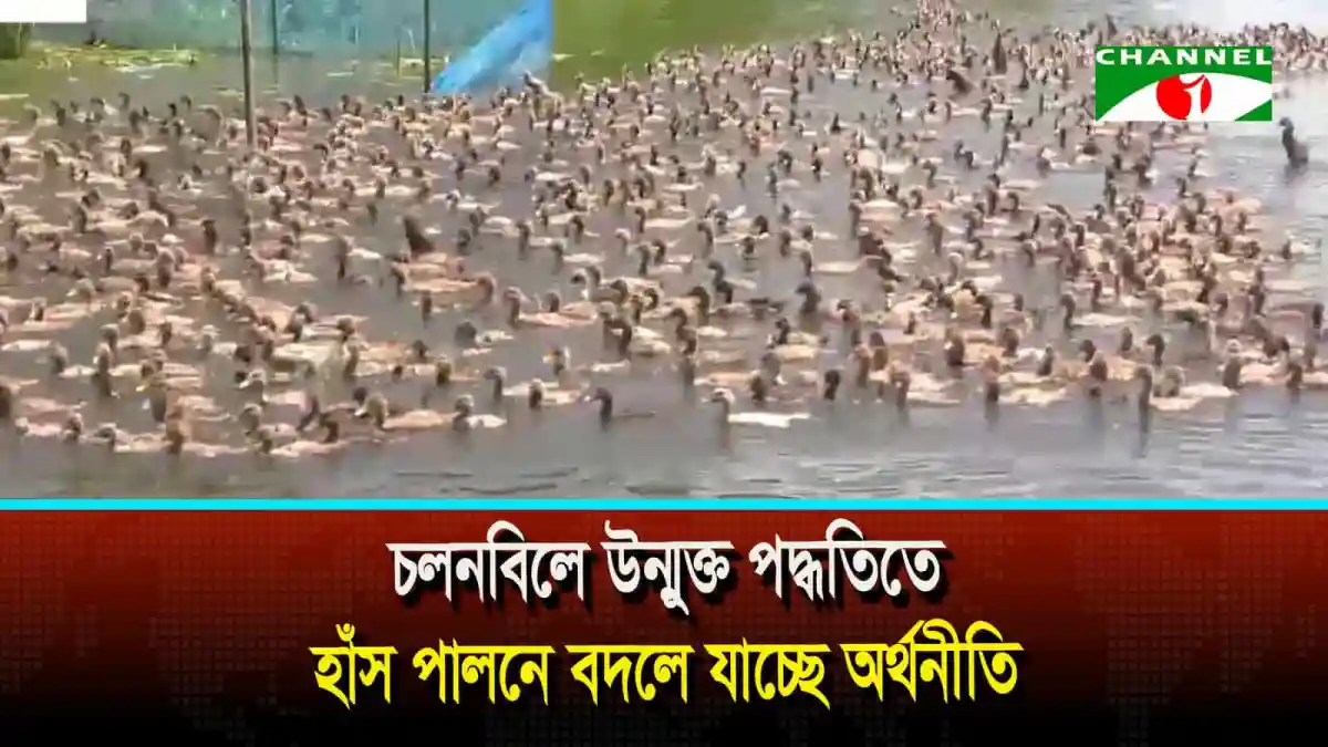 চলনবিলে উন্মুক্ত পদ্ধতিতে হাঁস পালনের ছবি. Channel i News - চ্যানেল আই নিউজ