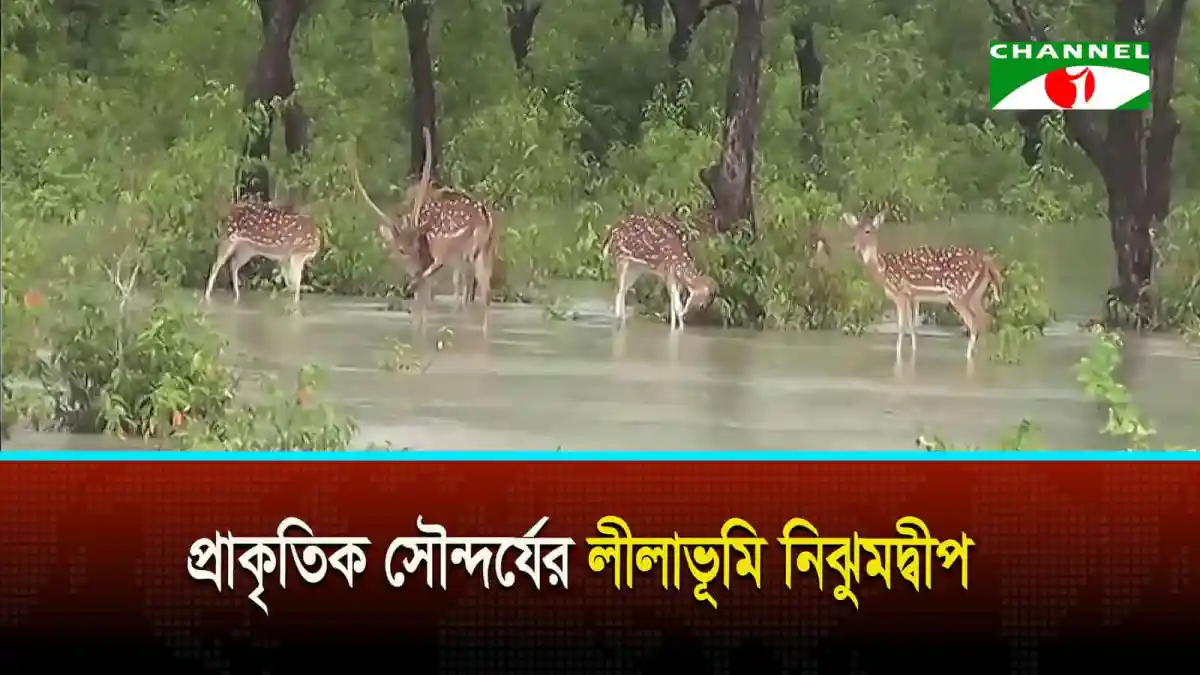 নিঝুমদ্বীপে জলাশয়ে জাব্বার গাইডের সাথে জঙ্গলের প্রাণী. Channel i News - চ্যানেল আই নিউজ