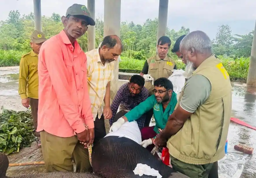 গাজীপুর সাফারি পার্কে হাতি মারা যাওয়ার ঘটনায় উদ্ধার কাজ চলছে. Channel i News - চ্যানেল আই নিউজ