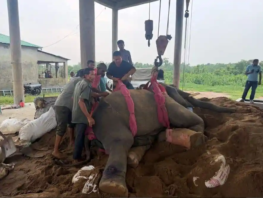 গাজীপুর সাফারি পার্কে মৃত হাতির দেহ, বেশ কিছু মানুষ দেখছেন. Channel i News - চ্যানেল আই নিউজ