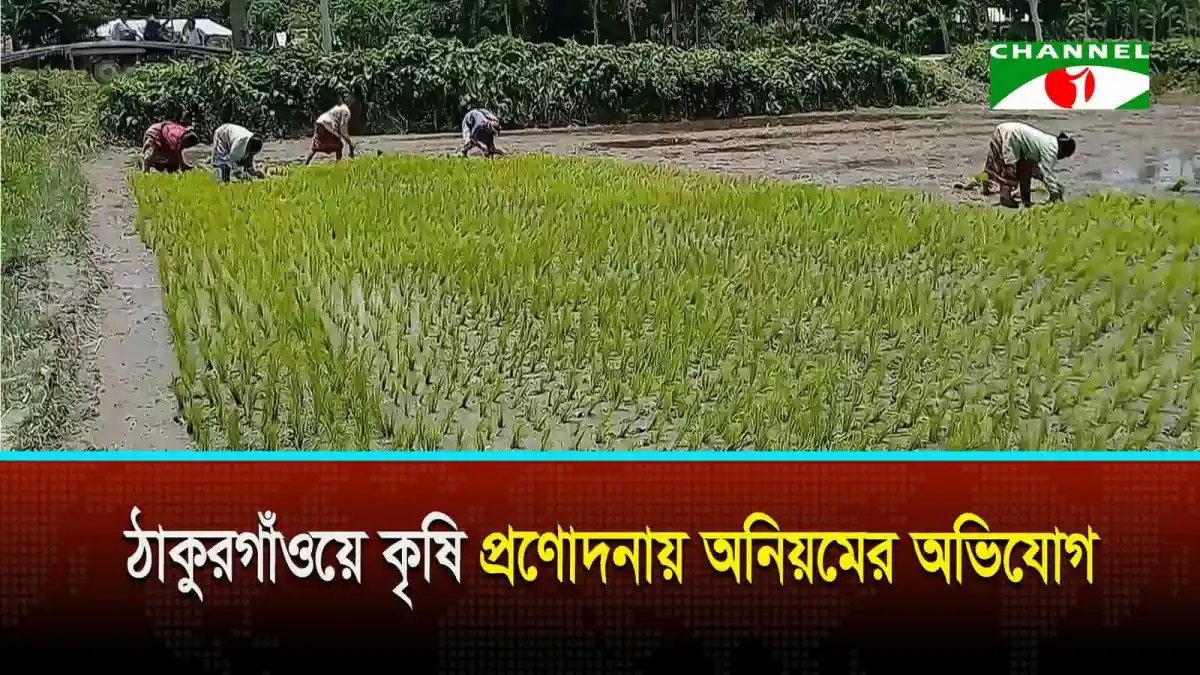 ঠাকুরগাঁওয়ে কৃষি প্রণোদনায় অনিয়মের অভিযোগ