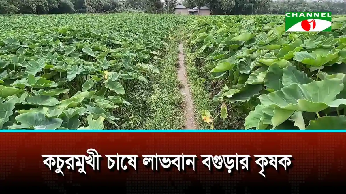 কচুরমুখী চাষে লাভবান বগুড়ার কৃষক