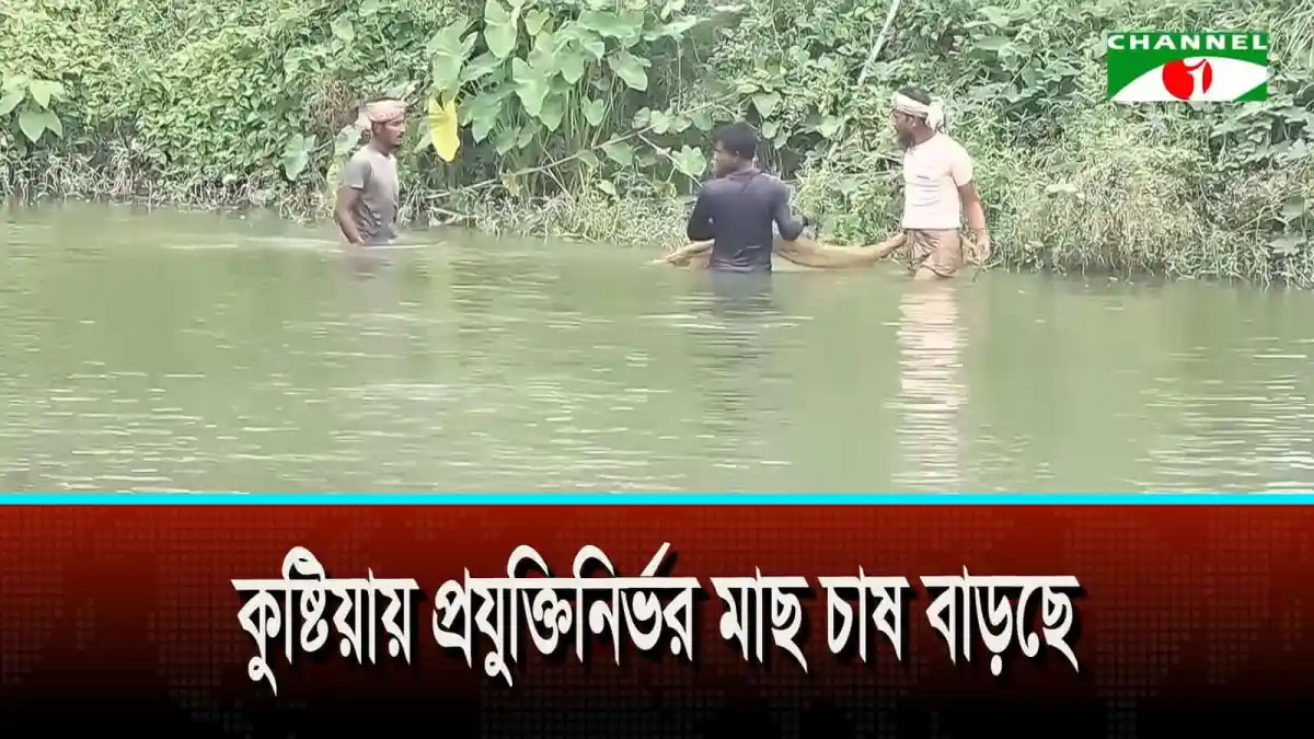 কুষ্টিয়ায় প্রযুক্তিনির্ভর মাছ চাষ বাড়ছে