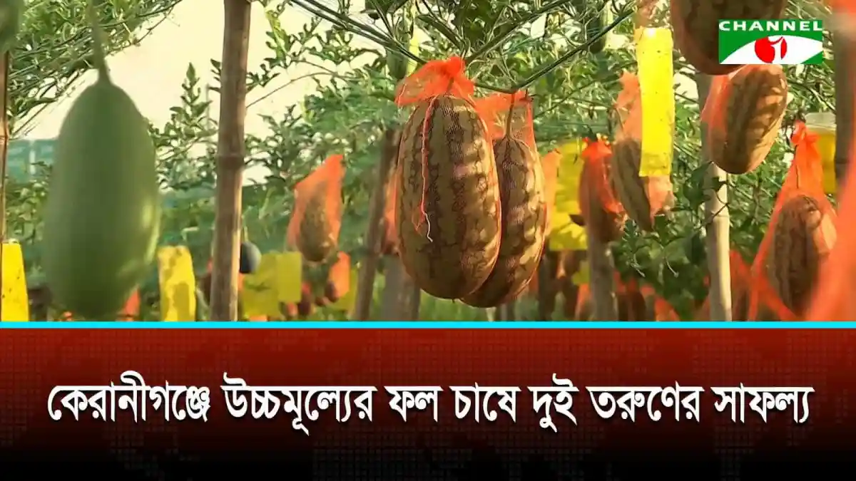 কেরানীগঞ্জে উচ্চমূল্যের ফল চাষে দুই তরুণের সাফল্য