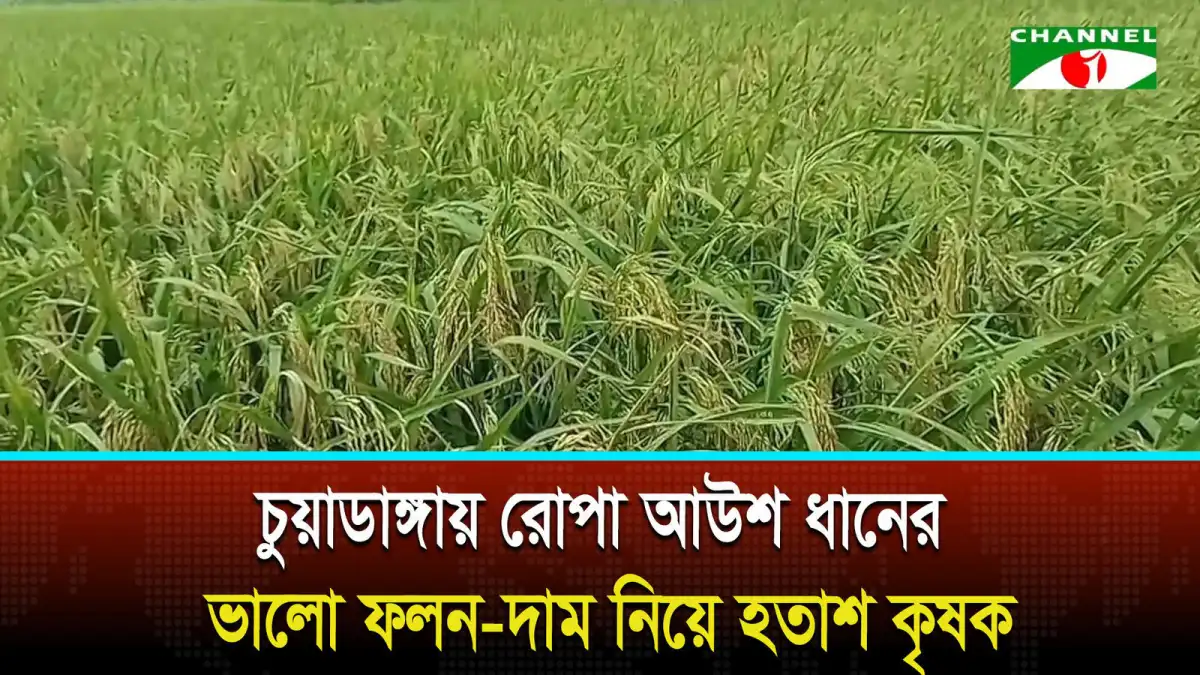 চুয়াডাঙ্গায় রোপা আউশ ধানের ভালো ফলন, দাম নিয়ে হতাশ কৃষক