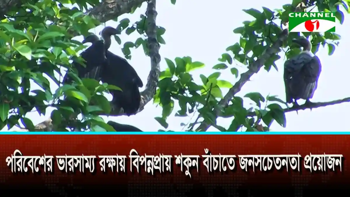 পরিবেশের ভারসাম্য রক্ষায় বিপন্নপ্রায় শকুন বাঁচাতে জনসচেতনতা প্রয়োজন