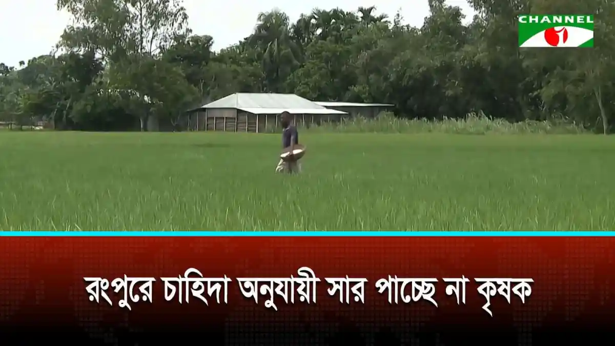 রংপুরে চাহিদা অনুযায়ী সার পাচ্ছে না কৃষক
