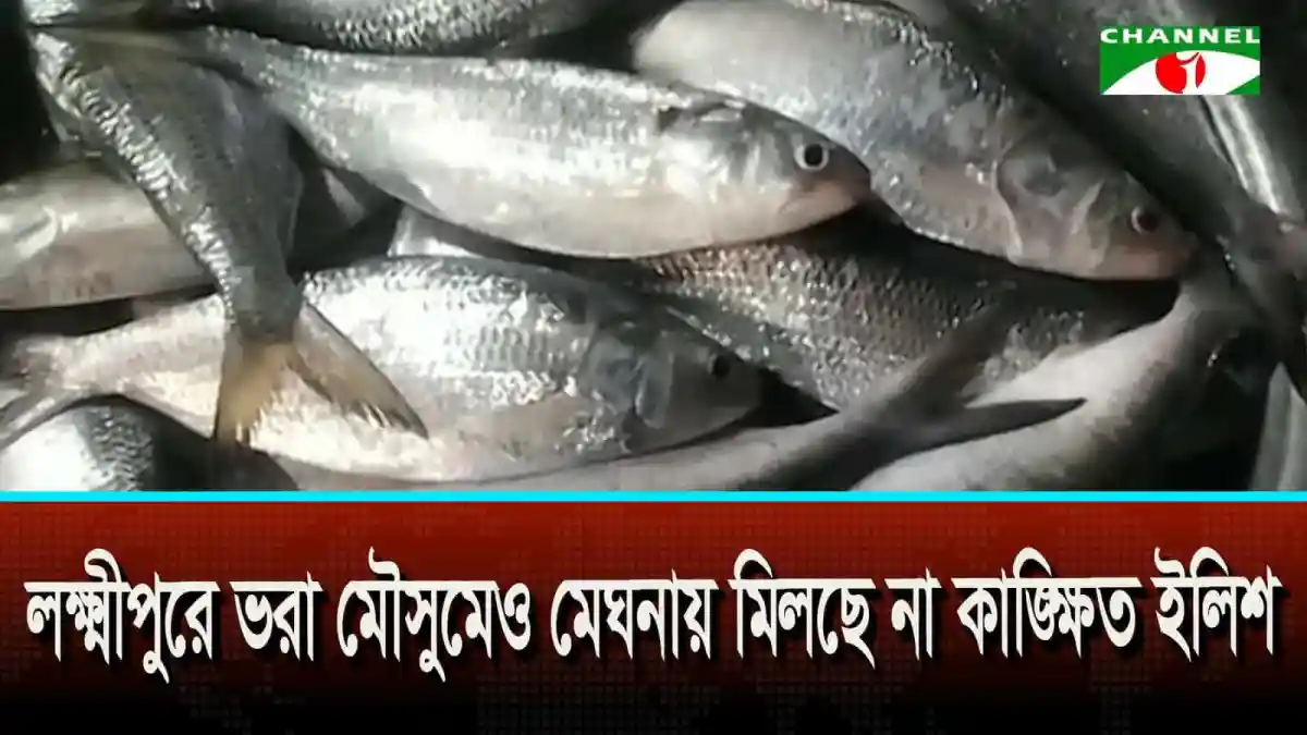 লক্ষ্মীপুরে ভরা মৌসুমেও মেঘনায় মিলছে না কাঙ্ক্ষিত ইলিশ