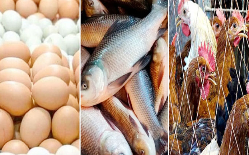 কমেছে মাছ-মুরগির দাম, তবে ডিমের দাম বাড়তি