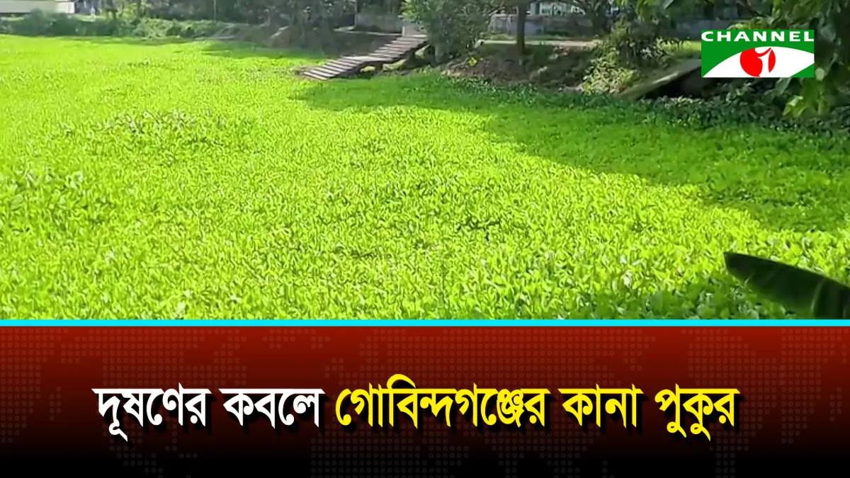 দূষণের কবলে গোবিন্দগঞ্জের কানা পুকুর