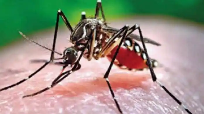 ডেঙ্গুতে ২৪ ঘণ্টায় মৃত্যু ৩, হাসপাতালে ১৪৬৩