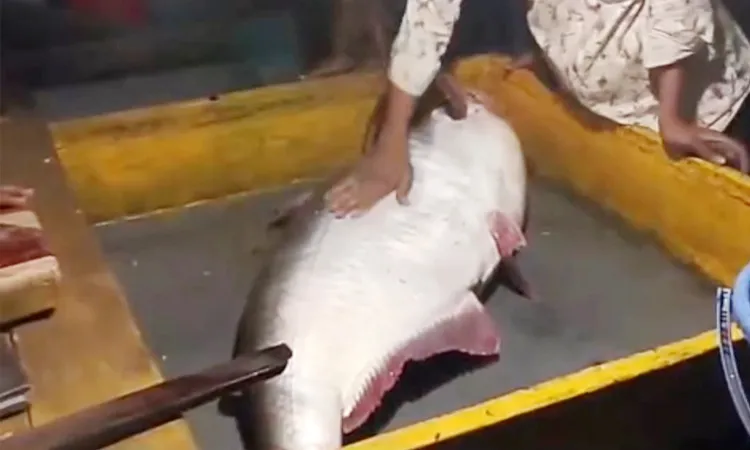 মেঘনায় ২৮ কেজির পাঙ্গাশ: নিলামে ৩৪ হাজার টাকায় বিক্রি
