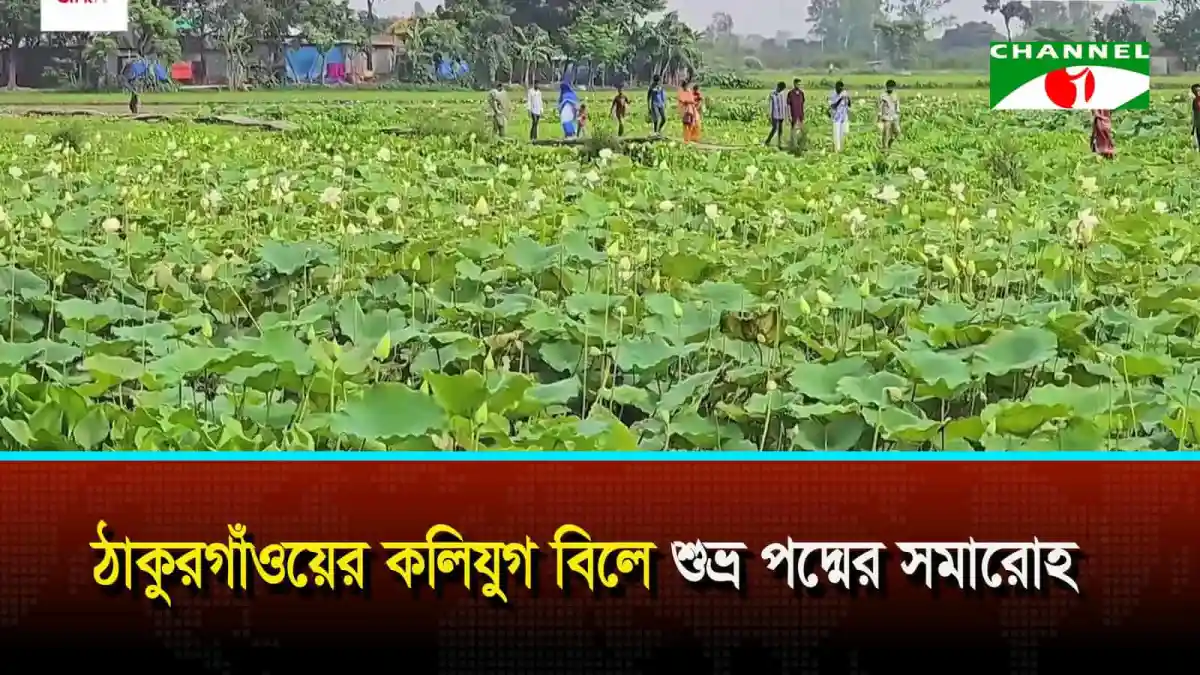 ঠাকুরগাঁওয়ের কলিযুগ বিলে শুভ্র পদ্মের সমারোহ