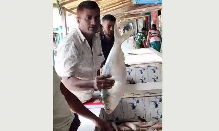 ভোলায় এক ইলিশ বিক্রি ১৫ হাজারে! আরও বেশি দামের জন্য যাচ্ছে ঢাকায়