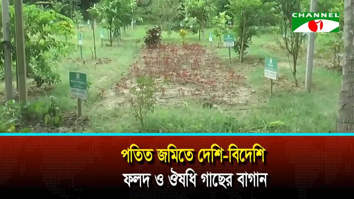 মেহেরপুরের মুজিবনগরে পতিত জমিতে দেশি-বিদেশি ফলদ ও ঔষধি গাছের বাগান