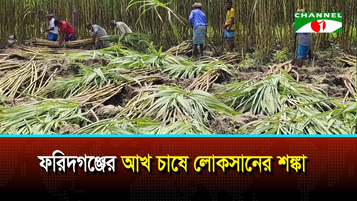 চাঁদপুরের ফরিদগঞ্জের আখ চাষে লোকসানের শঙ্কা