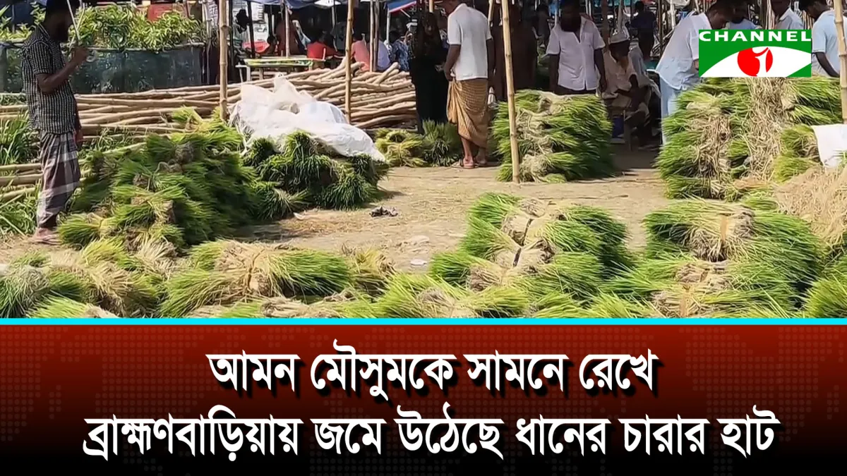 আমন মৌসুমকে সামনে রেখে ব্রাহ্মণবাড়িয়ায় জমে উঠেছে ধানের চারার হাট