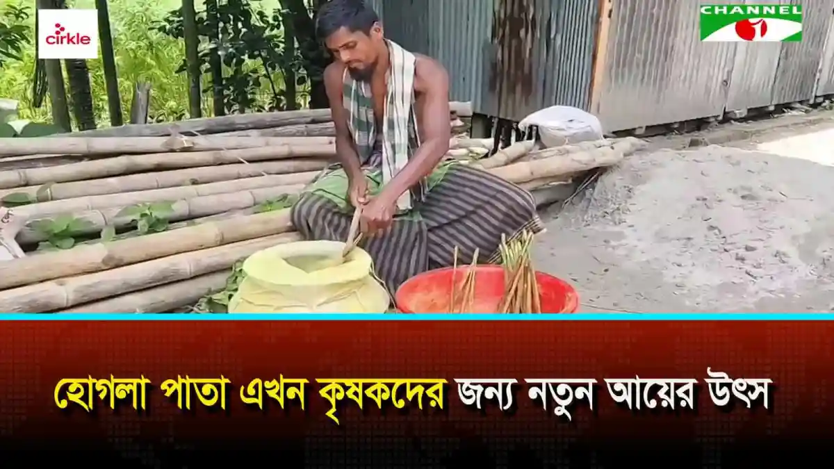 লক্ষ্মীপুরে হোগলা পাতা এখন কৃষকদের জন্য নতুন আয়ের উৎস