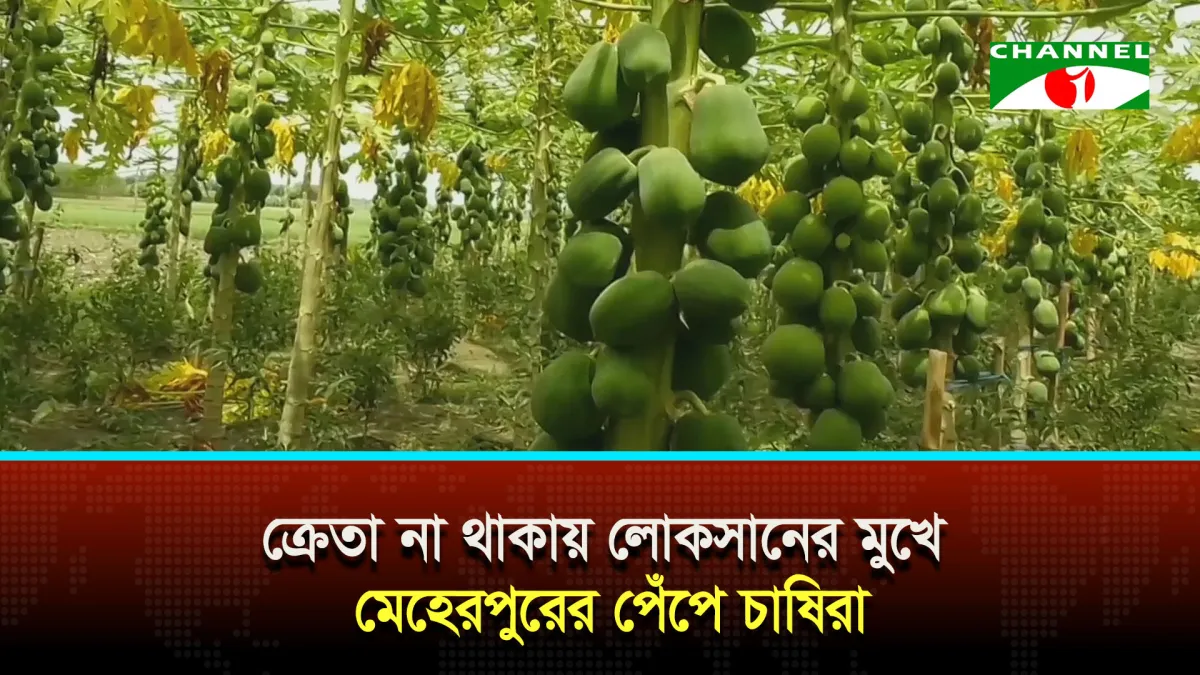 পেঁপে চাষ করে লোকসানের মুখে পড়েছেন মেহেরপুরের চাষিরা