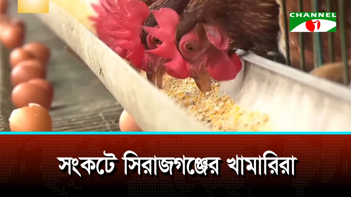 পোল্ট্রি খাদ্যের অস্বাভাবিক মূল্যবৃদ্ধি, সংকটে সিরাজগঞ্জের খামারিরা