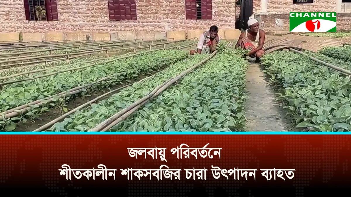 জলবায়ু পরিবর্তনে শীতকালীন শাকসবজির চারা উৎপাদন ব্যাহত