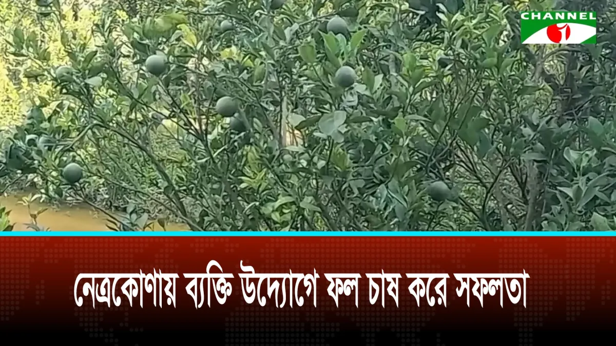 নেত্রকোণায় ব্যক্তি উদ্যোগে ফল চাষ করে সফলতা