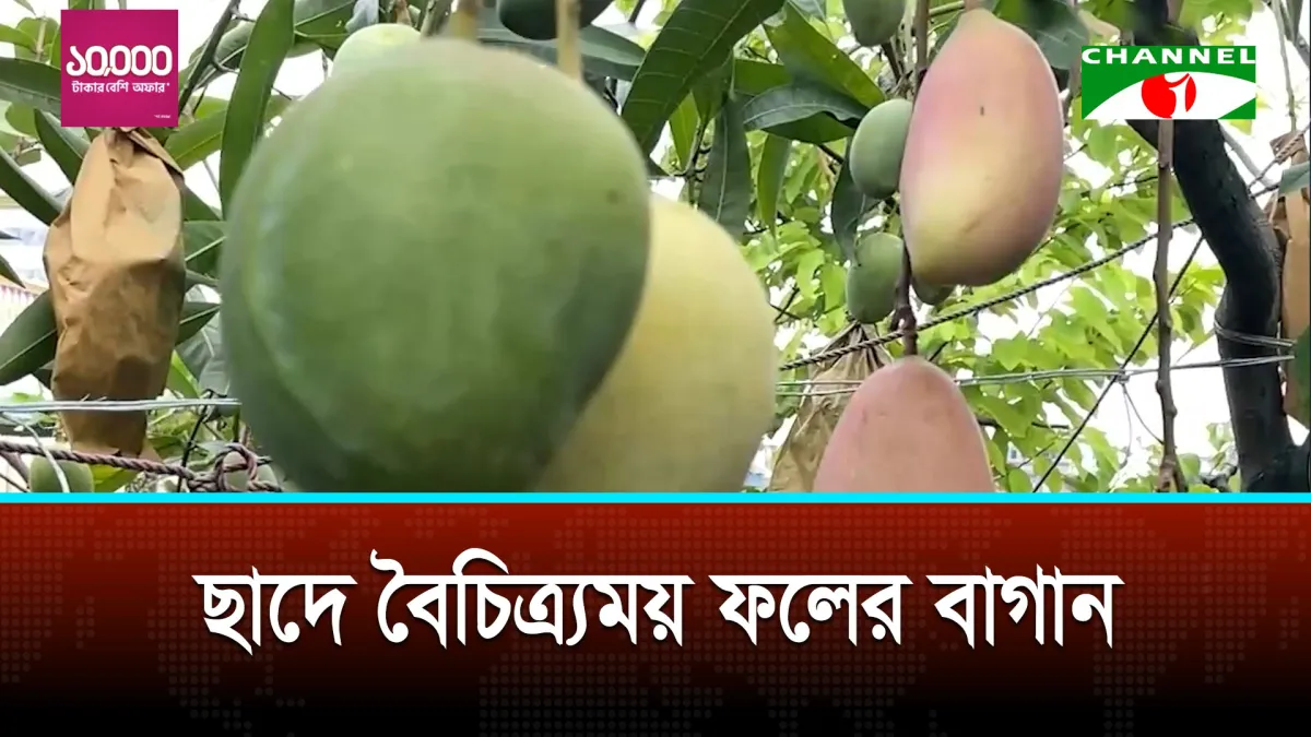 ছাদে বৈচিত্র্যময় ফলের বাগান