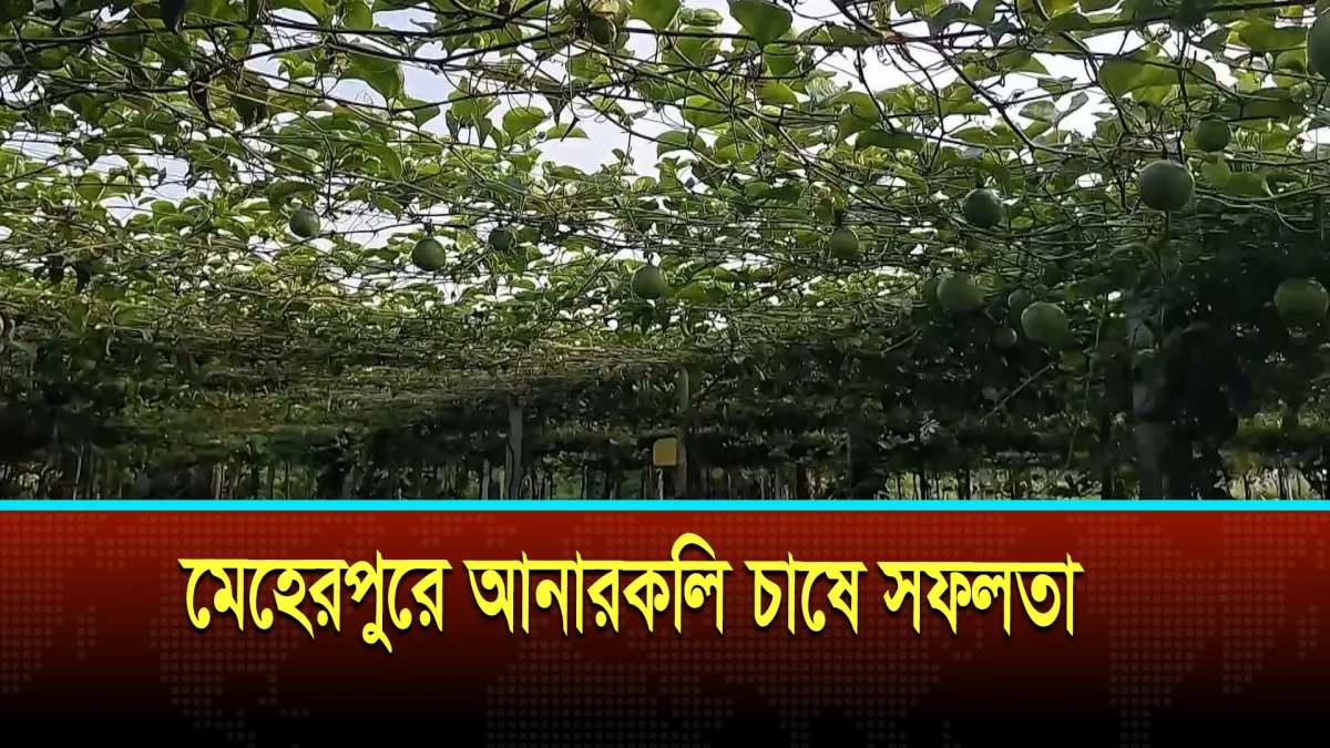 মেহেরপুরে আনারকলি চাষে সফলতা