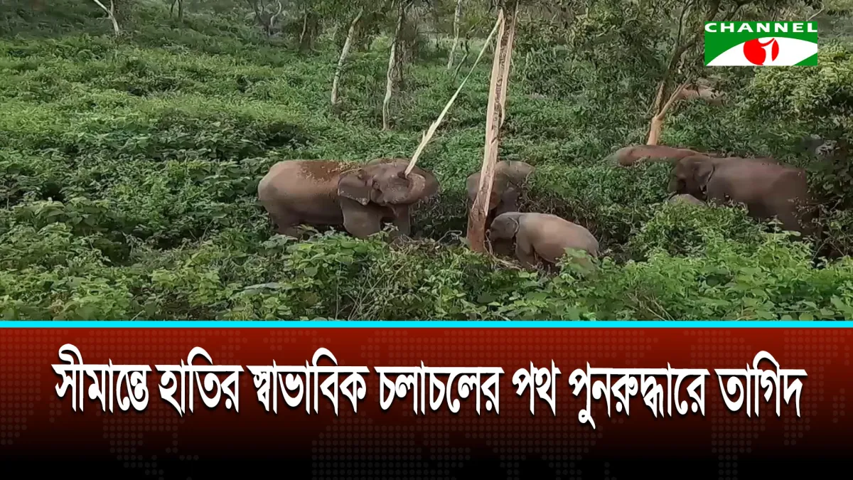 সীমান্তে হাতির স্বাভাবিক চলাচলের পথ পুনরুদ্ধারে তাগিদ
