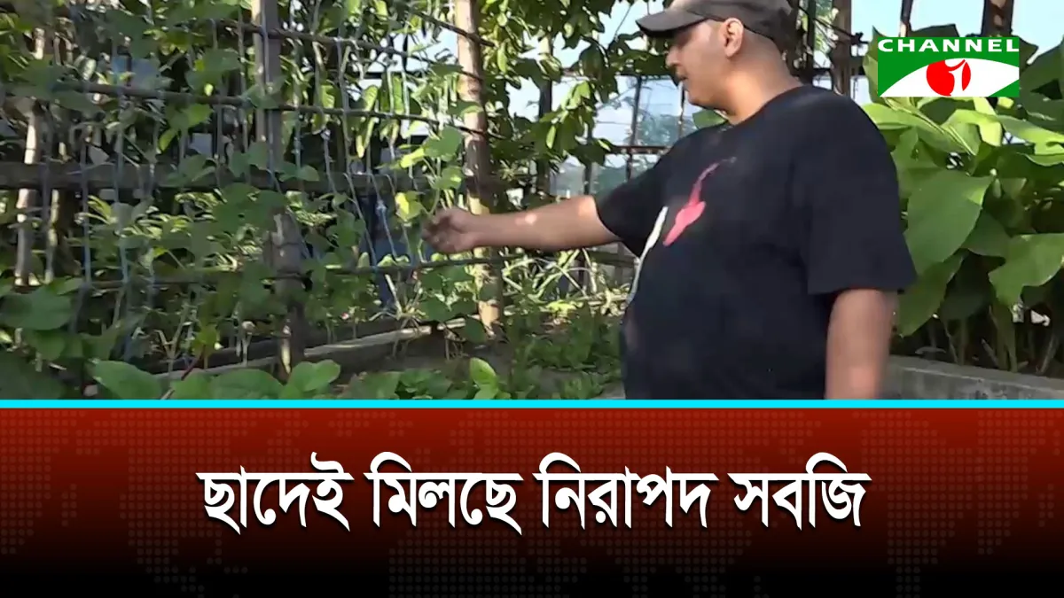 প্রবাসজীবন শেষে দেশে ফিরে গড়ে তুলেছেন ছাদকৃষি