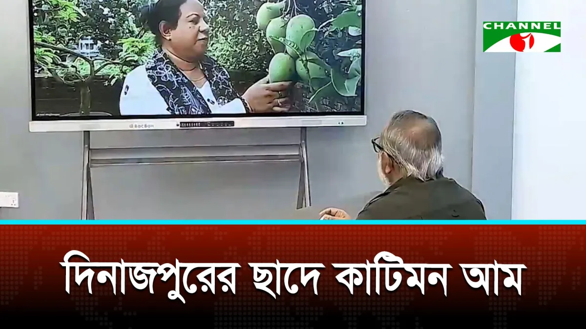 সারাদেশে বিস্তার ঘটছে বারোমাসি কাটিমন আমের