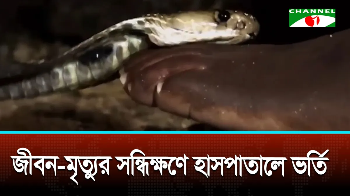 শখের গোখরার ছোবলে জীবন সংকটে কাঠমিস্ত্রি ইকবাল