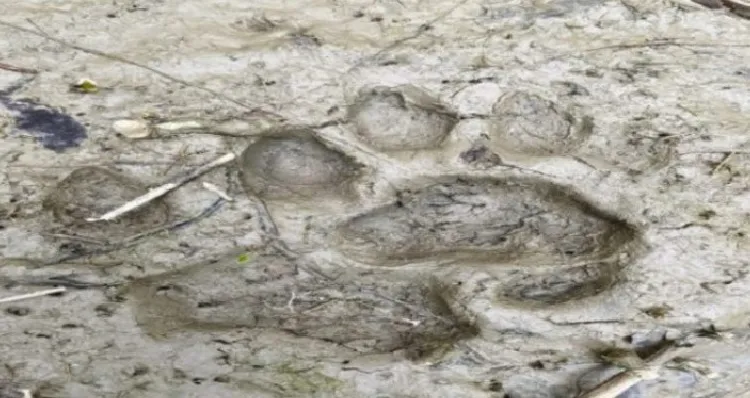 লোকালয়ে বাঘের পায়ের ছাপ, আতঙ্কে গ্রামবাসী