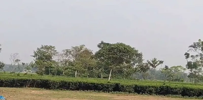 বিজিবির বাধায় লালমনিরহাট সীমান্তে বিএসএফের পুশইন চেষ্টা ব্যর্থ