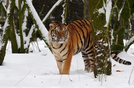 বাঘের খাঁচায় ঢুকে প্রাণ গেল এক ব্যক্তির