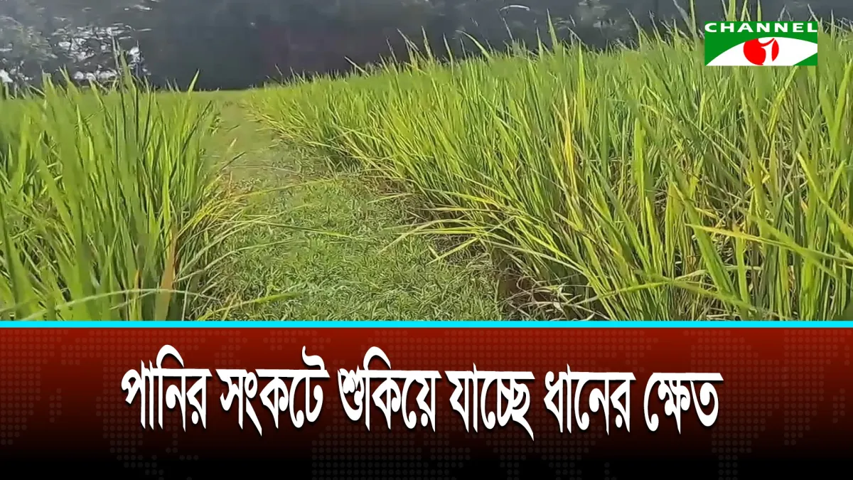 ভোলায় বৃষ্টির অভাবে ফলন বিপর্যয়ের শঙ্কা, দুশ্চিন্তায় কৃষক
